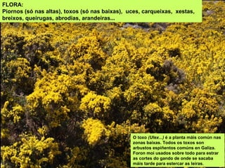 FLORA:
Piornos (só nas altas), toxos (só nas baixas), uces, carqueixas, xestas,
breixos, queirugas, abrodias, arandeiras...
O toxo (Ulex...) é a planta máis común nas
zonas baixas. Todos os toxos son
arbustos espiñentos comúns en Galiza.
Foron moi usados sobre todo para estrar
as cortes do gando de onde se sacaba
máis tarde para estercar as leiras.
 