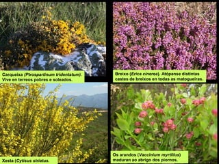 Carqueixa (Ptrospartinum tridentatum).
Vive en terreos pobres e soleados.
Xesta (Cytisus striatus.
Breixo (Erica cinerea). Atópanse distintas
castes de breixos en todas as matogueiras.
Os arandos (Vaccinium myrtillus)
maduran ao abrigo dos piornos.
 