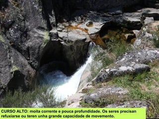 CURSO ALTO: moita corrente e pouca profundidade. Os seres precisan
refuxiarse ou teren unha grande capacidade de movemento.
 