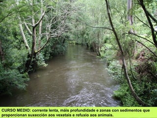 CURSO MEDIO: corrente lenta, máis profundidade e zonas con sedimentos que
proporcionan suxección aos vexetais e refuxio aos animais.
 