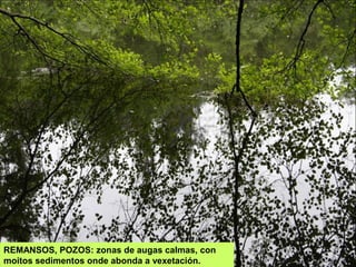 REMANSOS, POZOS: zonas de augas calmas, con
moitos sedimentos onde abonda a vexetación.
 