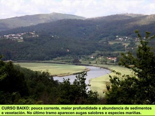 CURSO BAIXO: pouca corrente, maior profundidade e abundancia de sedimentos
e vexetación. No último tramo aparecen augas salobres e especies mariñas.
 