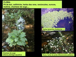 FLORA:
Pé de boi, callitriche, herba das rans, ranúnculos, xuncos,
molinia, chantaxe de auga....
Herba lameiriña (Callitriche ...)
Chantaxe de auga
(Alisma plantago-aquatica) Ouca, herba da prata (Ranunculus peltatus)
 