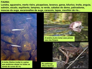 FAUNA:
Londra, aguaneiro, merlo rieiro, picapeixes, lavanco, garza, bilurico, troita, anguía,
salmón, escalo, espiñento, lamprea, ra verde, cabalos do demo, patinadores,
moscas da auga, escaravellos de auga, caracois, lapas, mexillón de río...
A londra (Lutra lutra) caza peixes
nos ríos limpos.
A troita (Salmo trutta) é o peixe
que podemos atopar en todas as
zonas do curso do río.
Ra patilonga
(Rana iberica)
 
