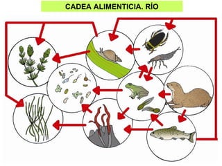 CADEA ALIMENTICIA. RÍO
 