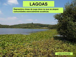 LAGOAS
Depresións cheas de auga doce na que se atopan
comunidades esencialmente acuáticas.
Lagoa de Sobrado
 