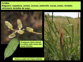 FLORA:
Salgueiro, espadana, carrizo, xuncos, ambroíño, oucas, eneas, verdello,
utricularia, lentellas de auga...
O salgueiro (Salix cinerea)
é a árbore máis común das
zonas húmidas.
Eneas ou palla real (Typha latifolia)
 