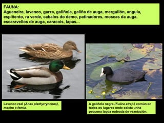 FAUNA:
Aguaneira, lavanco, garza, galiñola, galiña de auga, mergullón, anguía,
espiñento, ra verde, cabalos do demo, patinadores, moscas da auga,
escaravellos de auga, caracois, lapas...
Lavanco real (Anas plathyrrynchos),
macho e femia.
A galiñola negra (Fulica atra) é común en
todos os lugares onde exista unha
pequena lagoa rodeada de vexetación.
 