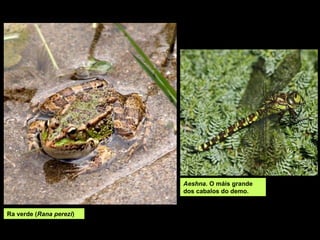 Aeshna. O máis grande
dos cabalos do demo.
Ra verde (Rana perezi)
 