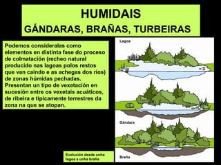 HUMIDAIS
GÁNDARAS, BRAÑAS, TURBEIRAS
Podemos consideralas como
elementos en distinta fase do proceso
de colmatación (recheo natural
producido nas lagoas polos restos
que van caíndo e as achegas dos ríos)
de zonas húmidas pechadas.
Presentan un tipo de vexetación en
sucesión entre os vexetais acuáticos,
de ribeira e tipicamente terrestres da
zona na que se atopan.
Evolución desde unha
lagoa a unha braña
Gándara
Braña
Lagoa
 