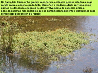 Os humedais teñen unha grande importancia ecolóxica porque reteñen a auga
cando sobra e cédena cando falta. Manteñen a biodiversidade servindo como
puntos de descanso e lugares de desenvolvemento de especies únicas.
Son ecosistemas moi sensibles que se contaminan facilmente e destrúense case
sempre por desecación ou recheo.
 