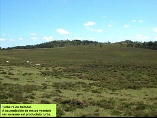 Turbeira ou tremoal.
A acumulación de restos vexetais
sen osíxeno vai producinto turba.
 