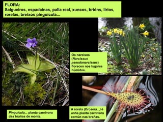 FLORA:
Salgueiros, espadainas, palla real, xuncos, brións, lirios,
rorelas, breixos pinguícola...
Pinguicula... planta carnívora
das brañas de monte.
Os narcisos
(Narcissus
pseudonarcissus)
florecen nos lugares
húmidos.
A rorela (Drosera...) é
unha planta carnívora
común nas brañas.
 