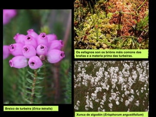 Os esfagnos son os brións máis comúns das
brañas e a materia prima das turbeiras.
Breixo de turbeira (Erica tetralis)
Xunca de algodón (Eriophorum angustifolium)
 