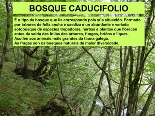 É o tipo de bosque que lle corresponde pola súa situación. Formado
por árbores de folla ancha e caediza e un abundante e variado
sotobosque de especies trepadoras, herbas e plantas que florecen
antes da saída das follas das árbores, fungos, brións e liques.
Acollen aos animais máis grandes da fauna galega.
As fragas son os bosques naturais de maior diversidade.
BOSQUE CADUCIFOLIO
 
