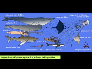rei das anchoas: 7-8 m
balea azul: máis de 30 m
tiburón banco: 10 m
lura: 22 m
polbo: 10 m
manta raia: 80 m
cachalote: 20 m
tiburón balea: 18 m
cangrexo xigante 4 m
augamar: 3 m diámetro
tentáculos: 35 m
peixe vela: 4 m
peixe lúa: 4 m
Nos océnos atópanse algúns dos animais máis grandes
 