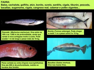 FAUNA:
Balea, cachalote, golfiño, atún, bonito, xurelo, sardiña, cigala, tiburón, pescada,
bacallao, augamares, cigala, cangrexo real, calamar e polbo xigantes...
Peixe corbata ou cinta (Cepola macrophthalma).
Vive ata 200 m de profundidade, metido en
buratos dos fondos
Pescada (Merlucius merlucius). Vive entre os
100 e os 1.000 m de profundidade, aínda que
cando é nova achégase moito á costa. Pode
acadar 1 m de longo e pesar máis de 10 kg.
Bonito (Tunnus alalunga). Pode chegar
a medir 1 m e pesar entre 9 e 10 kg.
Bacallao (Gadus morhua).
Vive nos mares fríos.
 