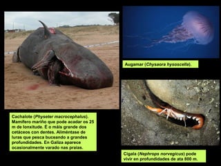 Augamar (Chysaora hysoscella).
Cachalote (Physeter macrocephalus).
Mamífero mariño que pode acadar os 25
m de lonxitude. É o máis grande dos
cetáceos con dentes. Aliméntase de
luras que pesca buceando a grandes
profundidades. En Galiza aparece
ocasionalmente varado nas praias.
Cigala (Nephrops norvegicus) pode
vivir en profundidades de ata 800 m.
 