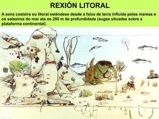 REXIÓN LITORAL
A zona costeira ou litoral esténdese desde a faixa de terra influída polas mareas e
os salseiros do mar ata os 200 m de profundidade (augas situadas sobre a
plataforma continental).
 