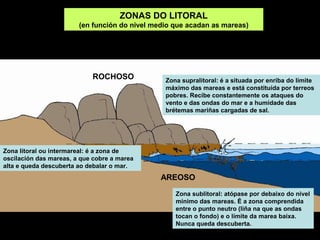 ZONAS DO LITORAL
(en función do nivel medio que acadan as mareas)
Zona supralitoral: é a situada por enriba do límite
máximo das mareas e está constituída por terreos
pobres. Recibe constantemente os ataques do
vento e das ondas do mar e a humidade das
brétemas mariñas cargadas de sal.
Zona litoral ou intermareal: é a zona de
oscilación das mareas, a que cobre a marea
alta e queda descuberta ao debalar o mar.
Zona sublitoral: atópase por debaixo do nivel
mínimo das mareas. É a zona comprendida
entre o punto neutro (liña na que as ondas
tocan o fondo) e o límite da marea baixa.
Nunca queda descuberta.
ROCHOSO
AREOSO
 