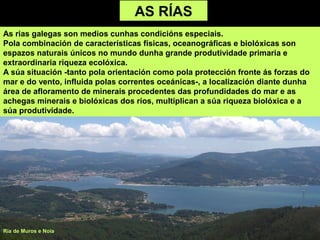 AS RÍAS
As rias galegas son medios cunhas condicións especiais.
Pola combinación de características físicas, oceanográficas e biolóxicas son
espazos naturais únicos no mundo dunha grande produtividade primaria e
extraordinaria riqueza ecolóxica.
A súa situación -tanto pola orientación como pola protección fronte ás forzas do
mar e do vento, influida polas correntes oceánicas-, a localización diante dunha
área de afloramento de minerais procedentes das profundidades do mar e as
achegas minerais e biolóxicas dos ríos, multiplican a súa riqueza biolóxica e a
súa produtividade.
Ría de Muros e Noia
 