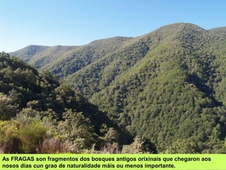 As FRAGAS son fragmentos dos bosques antigos orixinais que chegaron aos
nosos días cun grao de naturalidade máis ou menos importante.
 