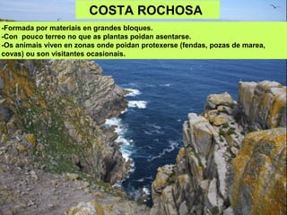 COSTA ROCHOSA
-Formada por materiais en grandes bloques.
-Con pouco terreo no que as plantas poidan asentarse.
-Os animais viven en zonas onde poidan protexerse (fendas, pozas de marea,
covas) ou son visitantes ocasionais.
 