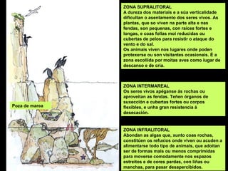 ZONA INFRALITORAL
Abondan as algas que, xunto coas rochas,
constitúen os refuxios onde viven ou acuden a
alimentarse todo tipo de animais, que adoitan
ser de formas mais ou menos comprimidas
para moverse comodamente nos espazos
estreitos e de cores pardas, con liñas ou
manchas, para pasar desapercibidos.
ZONA INTERMAREAL
Os seres vivos apéganse ás rochas ou
aproveitan as fendas. Teñen órganos de
suxección e cubertas fortes ou corpos
flexibles, e unha gran resistencia á
desecación.
ZONA SUPRALITORAL
A dureza dos materiais e a súa verticalidade
dificultan o asentamento dos seres vivos. As
plantas, que so viven na parte alta e nas
fendas, son pequenas, con raíces fortes e
longas, e coas follas moi reducidas ou
cubertas de pelos para resistir o ataque do
vento e do sal.
Os animais viven nos lugares onde poden
protexerse ou son visitantes ocasionais. É a
zona escollida por moitas aves como lugar de
descanso e de cría.
Poza de marea
 