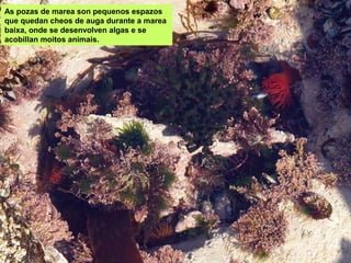 As pozas de marea son pequenos espazos
que quedan cheos de auga durante a marea
baixa, onde se desenvolven algas e se
acobillan moitos animais.
 