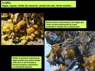 FLORA:
Algas, liques, herba de namorar, pirixel do mar, fento mariño...
Golfos (Laminaria ochroleuca).
Algas pardas que poden acadar
máis de 2 m de lonxitude e
forman bosques submariños
no infralitoral exposto.
Bocho (Fucus vesiculosus). Son algas que
viven na zona intermareal da costa
protexida e resisten ben a desecación
 