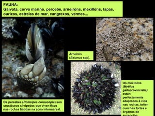 Os mexillóns
(Mytilus
galloprovincialis)
están
perfectamente
adaptados á vida
nas rochas, teñen
cunchas fortes e
órganos de
FAUNA:
Gaivota, corvo mariño, percebe, arneiróns, mexillóns, lapas,
ourizos, estrelas de mar, cangrexos, vermes...
Os percebes (Pollicipes cornucopia) son
crustáceos cirripedos que viven fixos
nas rochas batidas na zona intermareal.
Arneirón
(Balanus spp).
 
