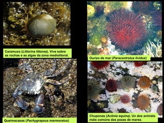 Chuponas (Actinia equina). Un dos animáis
máis comúns das pozas de marea.
Caramuxo (Littorina littorea). Vive sobre
as rochas e as algas da zona mediolitoral.
Ourizo de mar (Paracentrotus lividus)
Queimacasas (Pachygrapsus marmoratus)
 