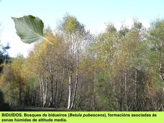 BIDUÍDOS. Bosques de bidueiros (Betula pubescens), formacións asociadas ás
zonas húmidas de altitude media.
 