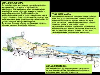 ZONA SUPRALITORAL
Os materiais soltos son movidos constantemente polo
vento e reteñen pouca auga, o que fai dificil o
asentamento dos vexetais que teñen que desenvolver
adaptacións: longas raíces para suxeitarse e captar a
auga, talos curtos, moi flexibles, rasteiros ou
subterráneos para resistir o vento e os golpes da area, e
follas reducidas ou finas, cubertas de pelo, coirentas para
evitar a perda de auga, ou carnosas para almacenala e de
cores craras para resistir o exceso de luz.
Os animais viven nos refuxios que lles proporcionan as
plantas e os restos depositados polo mar.
ZONA INTERMAREAL
Presenta moitas variacións segundo o tipo de substrato
(area, limo, grava ou cascallo) e a forza das ondas. A
mobilidade do substrato impide a fixación das algas
aínda que permite a das fanerógamas mariñas (plantas
con flores) grazas ás súas longas raíces.
Os animais son de formas comprimidas ou deprimidas,
realizan migracións ao ritmo das mareas, enterrarse na
area ou protéxense entre as plantas. É a zona máis
visitada polas aves, especialmente as limícolas.
ZONA INFRALITORAL
Con poucas algas; nas zonas protexidas hai pradeiras
de fanerógamas mariñas. Habitada por animais que se
enterran ou viven pousados nos fondos.
 