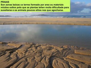 PRAIAS
Son zonas baixas co terreo formado por area ou materiais
miúdos soltos polo que as plantas teñen moita dificultade para
suxeitarse e os animais poucos sitios nos que agocharse.
 