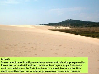 DUNAS
Son un medio moi hostil para o desenvolvemento da vida porque están
formadas por material solto en movemento no que a auga é escasa e
están sometidos a unha forte insolación e exposición ao vento. Son
medios moi fráxiles que se alteran gravemente pola acción humana.
 