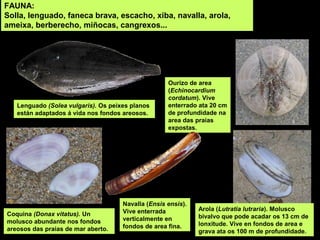 FAUNA:
Solla, lenguado, faneca brava, escacho, xiba, navalla, arola,
ameixa, berberecho, miñocas, cangrexos...
Coquina (Donax vitatus). Un
molusco abundante nos fondos
areosos das praias de mar aberto.
Ourizo de area
(Echinocardium
cordatum). Vive
enterrado ata 20 cm
de profundidade na
area das praias
expostas.
Navalla (Ensis ensis).
Vive enterrada
verticalmente en
fondos de area fina.
Lenguado (Solea vulgaris). Os peixes planos
están adaptados á vida nos fondos areosos.
Arola (Lutratia lutraria). Molusco
bivalvo que pode acadar os 13 cm de
lonxitude. Vive en fondos de area e
grava ata os 100 m de profundidade.
 