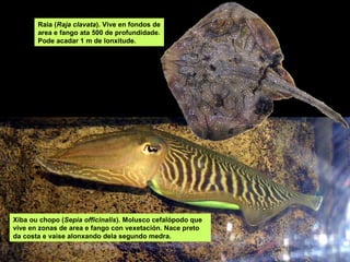 Raia (Raja clavata). Vive en fondos de
area e fango ata 500 de profundidade.
Pode acadar 1 m de lonxitude.
Xiba ou chopo (Sepia officinalis). Molusco cefalópodo que
vive en zonas de area e fango con vexetación. Nace preto
da costa e vaise alonxando dela segundo medra.
 