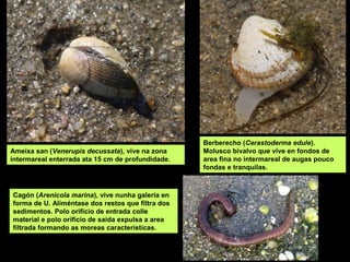 Ameixa san (Venerupis decussata), vive na zona
intermareal enterrada ata 15 cm de profundidade.
Cagón (Arenicola marina), vive nunha galería en
forma de U. Aliméntase dos restos que filtra dos
sedimentos. Polo orificio de entrada colle
material e polo orificio de saída expulsa a area
filtrada formando as moreas características.
Berberecho (Cerastoderma edule).
Molusco bivalvo que vive en fondos de
area fina no intermareal de augas pouco
fondas e tranquilas.
 