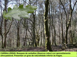 CARBALLEIRAS. Bosques de carballos (Quercus robur) cun aproveitamento
silvo-pastoral. Presentan un grao de naturalidade inferior ás fragas.
 