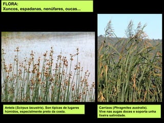 FLORA:
Xuncos, espadanas, nenúfares, oucas...
Antela (Scirpus lacustris). Son típicas de lugares
húmidos, especialmente preto da costa.
Carrizos (Phragmites australis).
Vive nas augas doces e soporta unha
lixeira salinidade.
 