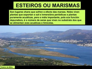 ESTEIROS OU MARISMAS
Son lugares chans que sofren o efecto das mareas. Neles viven
plantas que soportan o sal e inmersións periódicas e plantas
puramente acuáticas, pero o máis importante, pola súa función
depuradora, é o número de seres que viven no substrato dos que
se alimentan aves acuáticas e limícolas.
Esteiro do Miño
 
