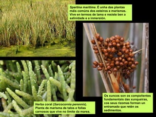 Herba coral (Sarcocornia perennis).
Planta de marisma de talos e follas
carnosos que vive no límite da marea.
Os xuncos son os compoñentes
fundamentais das xunqueiras,
cos seus rizomas forman un
entramado que retén os
sedimentos.
Spartina maritima. É unha das plantas
máis comúns dos esteiros e marismas.
Vive en terreos de lama e resiste ben a
salinidade e a inmersión.
 