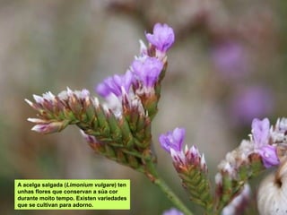 A acelga salgada (Limonium vulgare) ten
unhas flores que conservan a súa cor
durante moito tempo. Existen variedades
que se cultivan para adorno.
 