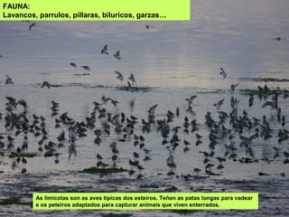 FAUNA:
Lavancos, parrulos, píllaras, biluricos, garzas…
As limícolas son as aves típicas dos esteiros. Teñen as patas longas para vadear
e os peteiros adaptados para capturar animais que viven enterrados.
 