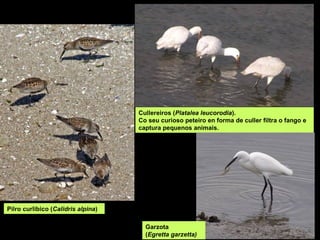 Pilro curlibico (Calidris alpina)
Cullereiros (Platalea leucorodia).
Co seu curioso peteiro en forma de culler filtra o fango e
captura pequenos animais.
Garzota
(Egretta garzetta)
 