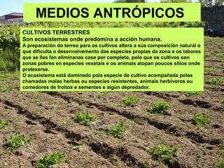 MEDIOS ANTRÓPICOS
CULTIVOS TERRESTRES
Son ecosistemas onde predomina a acción humana.
A preparación do terreo para os cultivos altera a súa composición natural o
que dificulta o desenvolvemento das especies propias da zona e os labores
que se lles fan elimínanas case por completo, polo que os cultivos son
zonas pobres en especies vexetais e os animais atopan poucos sitios onde
protexerse.
O ecosistema está dominado pola especie de cultivo acompañada polas
chamadas malas herbas ou especies resistentes, animais herbívoros ou
comedores de froitos e sementes e algún depredador.
 