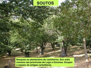 SOUTOS
Bosques ou plantacións de castiñeiros. Son máis
comúns nas provincias de Lugo e Ourense. Ocupan
o espazo de antigas...