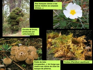 Peido de lobo
(Licoperdon...). Un fungo que
medra nos claros do chan do
bosque de piñeiros.
Nos bosques claros e nas
beira...