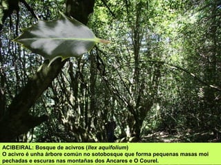 ACIBEIRAL: Bosque de acivros (Ilex aquifolium)
O acivro é unha árbore común no sotobosque que forma pequenas masas moi
pec...